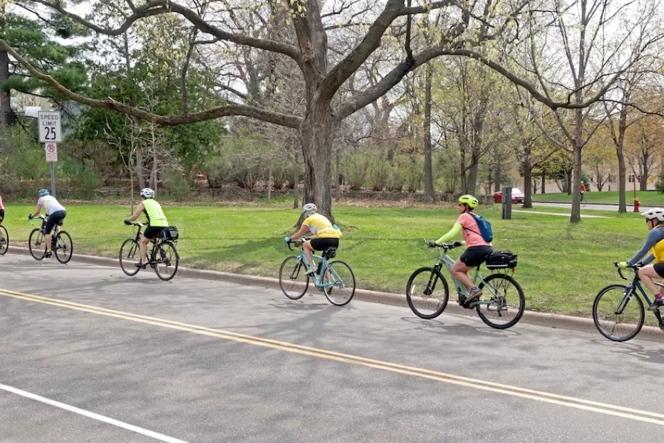 Row of six cyclists riding down asphalt road with large trees on side.